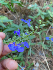 Salvia azurea