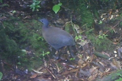 Crypturellus obsoletus