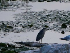 Nycticorax nycticorax