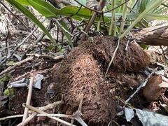 Elaphoglossum crassicaule