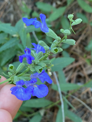 Salvia azurea