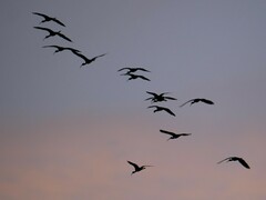 Plegadis falcinellus