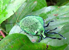 Arcas imperialis