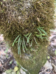 Stenogrammitis saffordii