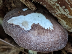 Pluteus