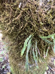 Stenogrammitis saffordii