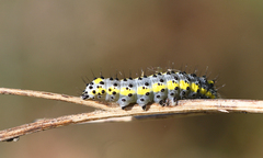 Diloba caeruleocephala