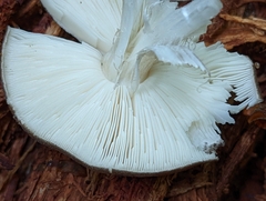Pluteus