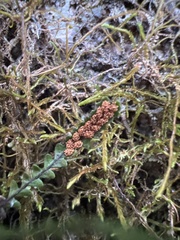 Stenogrammitis saffordii