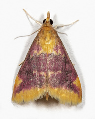 Pyrausta pythialis