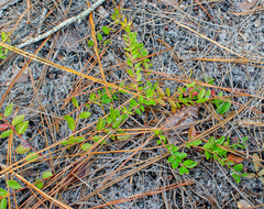 Vaccinium crassifolium