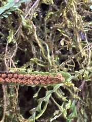 Stenogrammitis saffordii