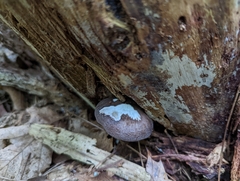 Pluteus