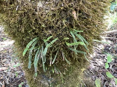 Stenogrammitis saffordii