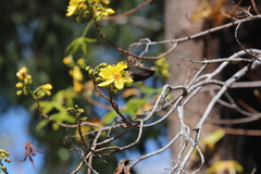 Cochlospermum gillivraei