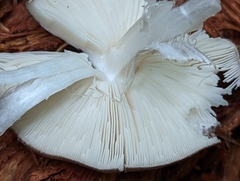 Pluteus
