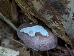 Pluteus
