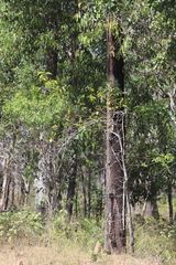 Cochlospermum gillivraei