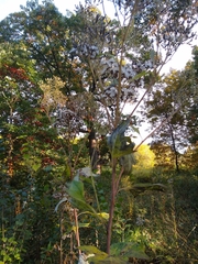 Arnoglossum atriplicifolium