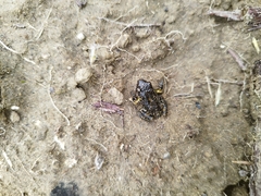 Eleutherodactylus nitidus