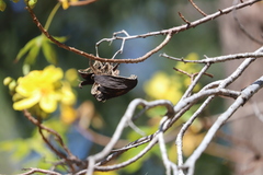 Cochlospermum gillivraei