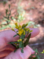 Euthamia leptocephala