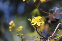 Cochlospermum gillivraei