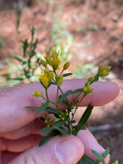 Euthamia leptocephala