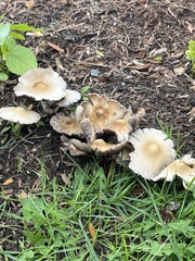 Leratiomyces percevalii