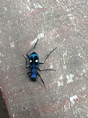 Pseudoxycheila tarsalis