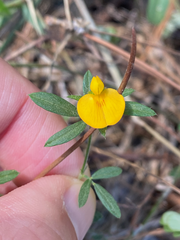 Stylosanthes biflora