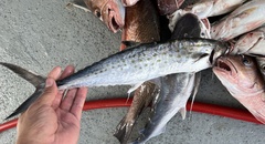 Scomberomorus maculatus