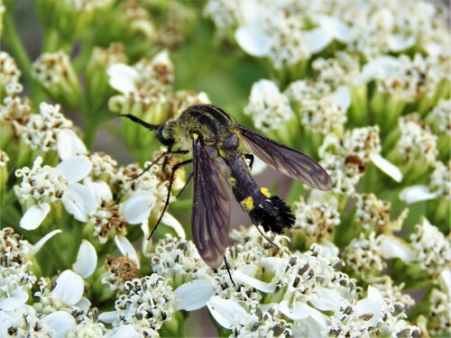Scaly Bee Fly