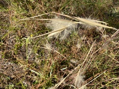Andropogon gyrans