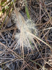 Andropogon gyrans