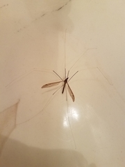 Brachypremna dispellens