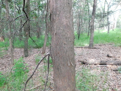 Cupressus lusitanica