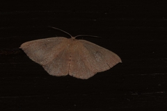 Cyclophora puppillaria