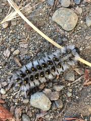 Lophocampa roseata