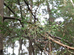 Cupressus lusitanica