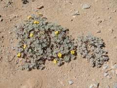 Argylia tomentosa