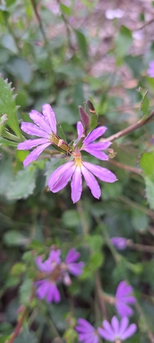 Image of Scaevola Aemula (Scaevola aemula) by (c) Liam southwell, some rights reserved (CC BY)