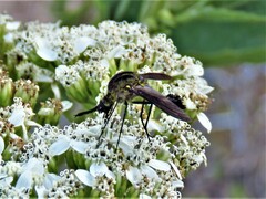 Lepidophora lepidocera