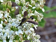 Lepidophora lepidocera