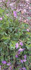 Scaevola aemula