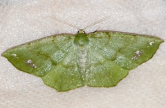 Himeromima aulis