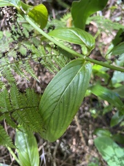 Kadua foggiana