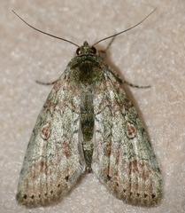 Neostictoptera nigropuncta