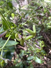 Kadua foggiana
