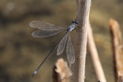 Lestes vigilax